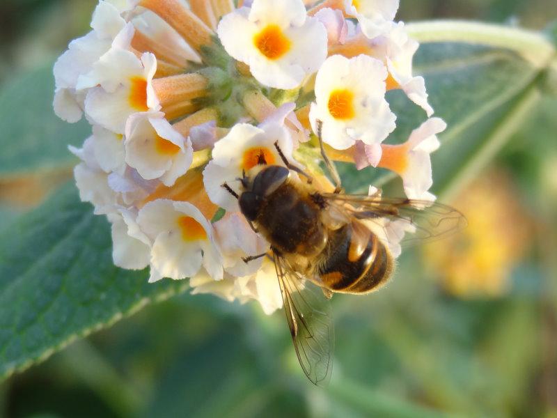 Ideale Nahrungsquelle für Insekten: Sommerflieder Sungold