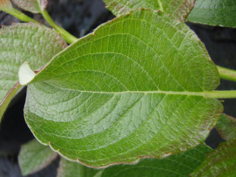 Blatt von Salix nakurama yezoalpina