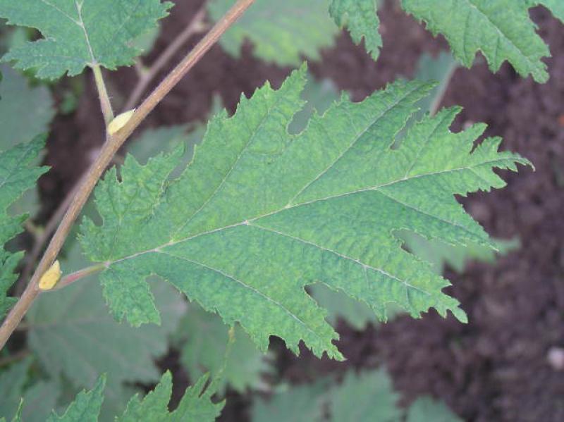 Geschlitztes Blatt der Corylus avellana Heterophylla