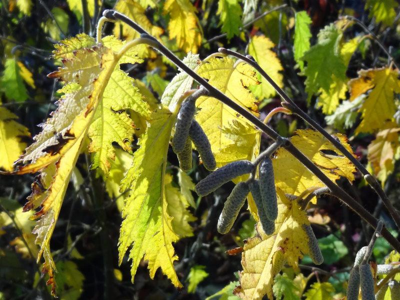 Herbstfärbung der Geschlitzblättrigen Haselnuß