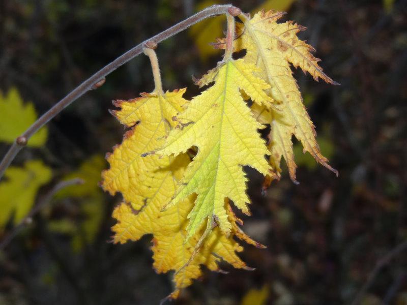 Gelb gefärbte Blätter im Herbst bei Corylus avellana Heterophylla