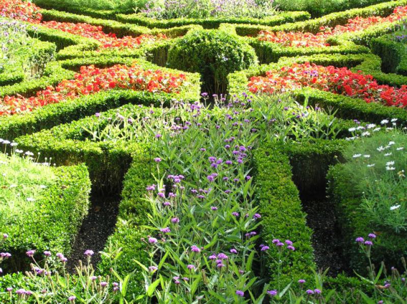 Niedrige geschnittene Hecke aus Buchsbaum