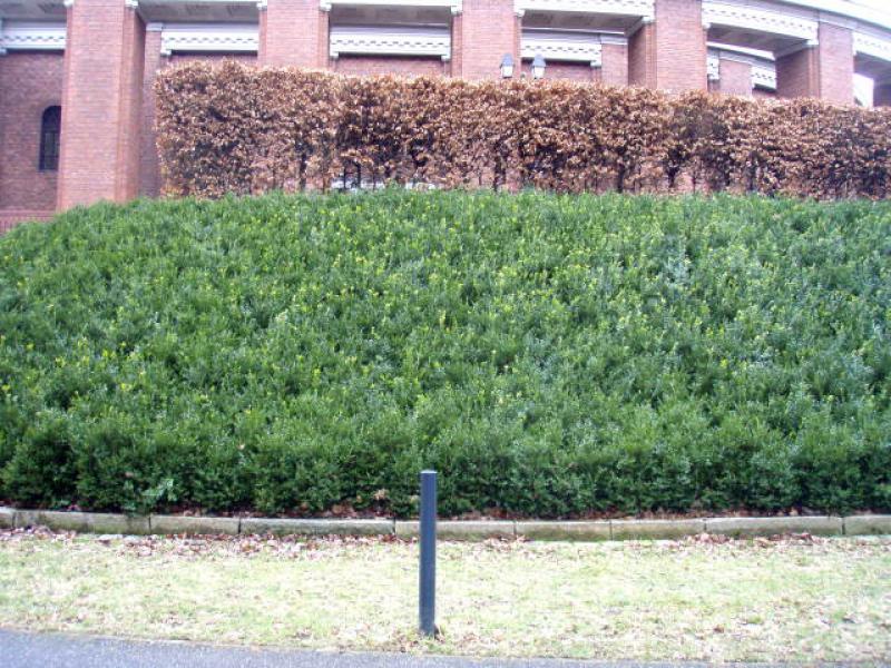 Buchsbaum, Buxus sempervirens arborescens