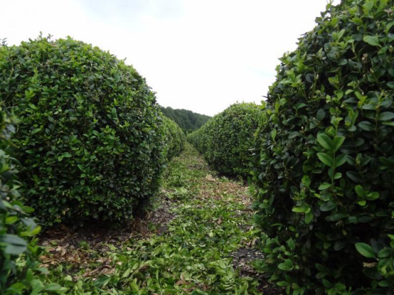 Buxus sempervirens arborescens geschnitten