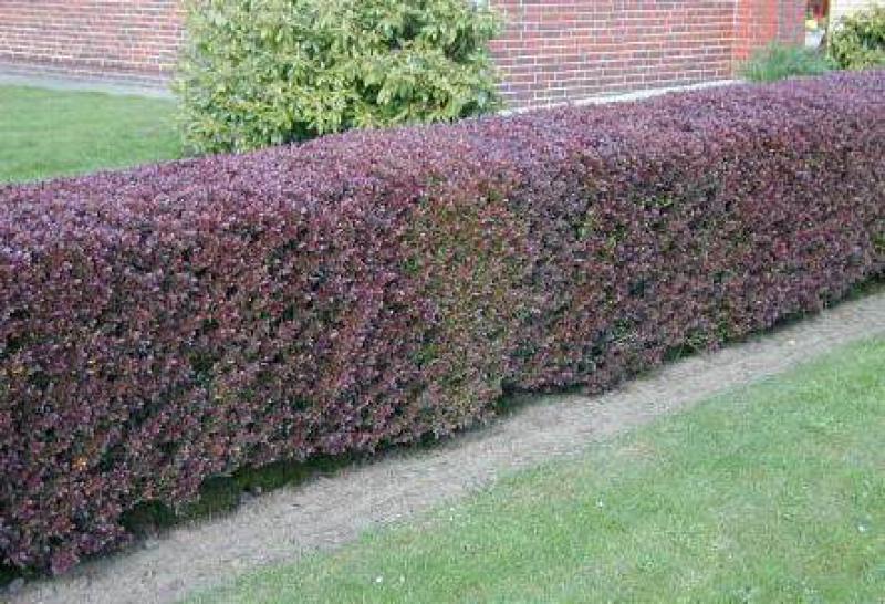 Berberis thunbergii Atropurpurea