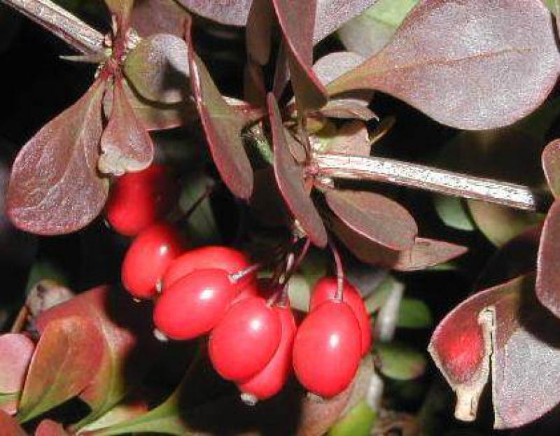 Berberis thunbergii Atropurpurea