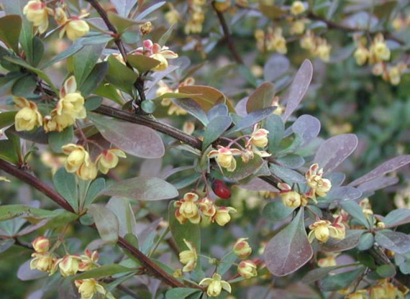 Blüte der Blutberberitze