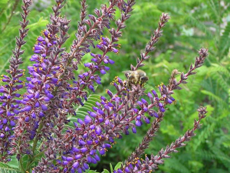 Amorpha canescens in Blüte