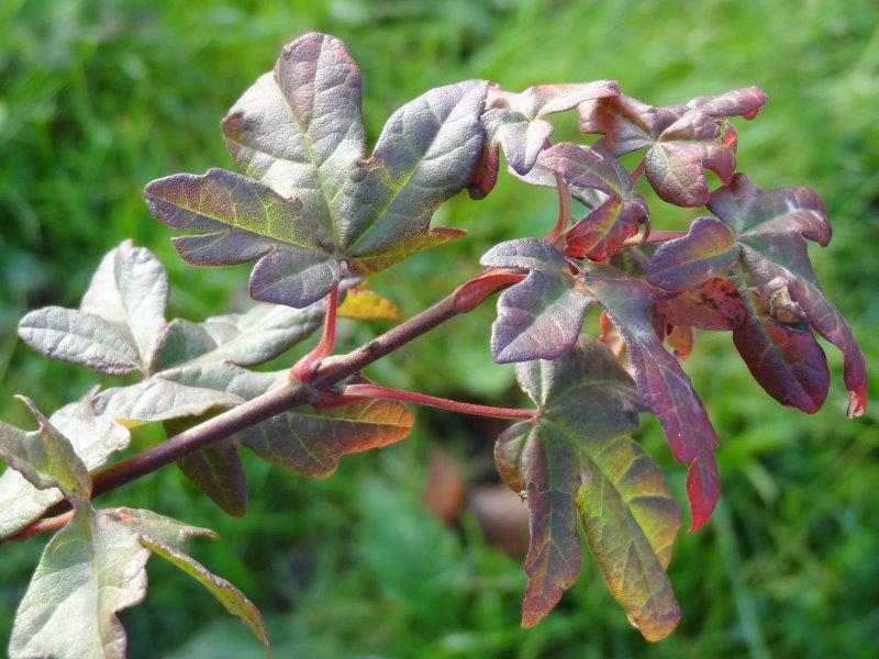 Naverlönn Red Shine, Acer campestre Red Shine