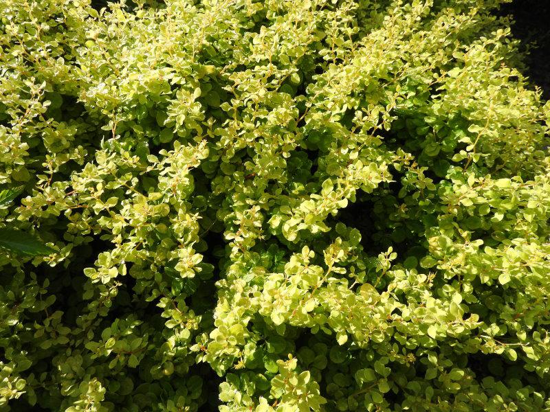 Berberis thunbergii Bonanza Gold - gelbgrüne Blattfarbe
