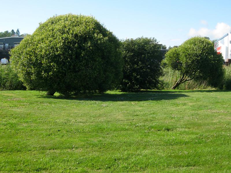 Kugelbruchweide als Landschaftgewächs in einer Flußlandschaft