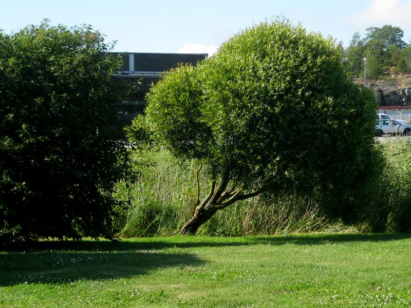 Alte, windschiefe Kugelbruchweide