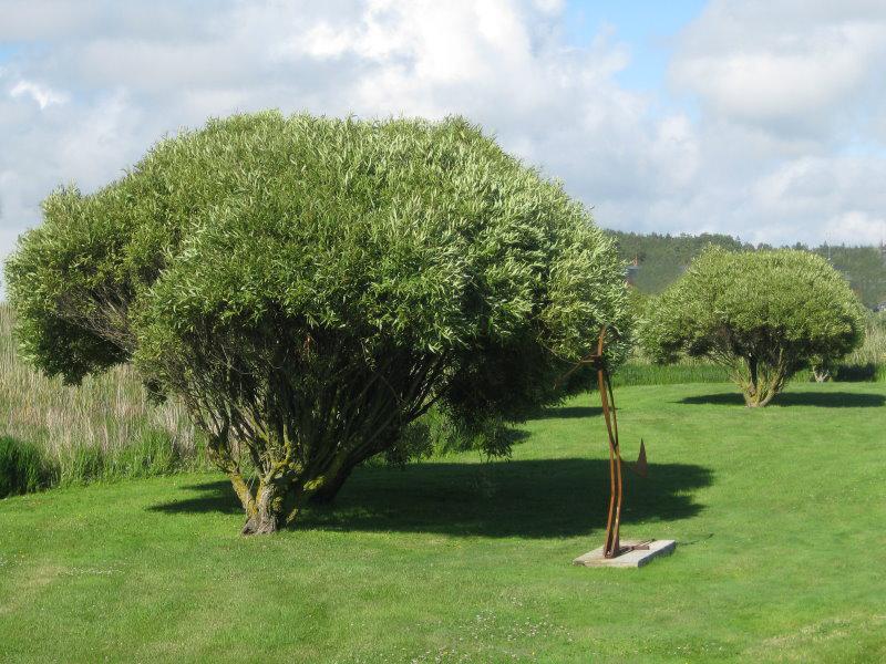 Salix fragilis Bullata als landschaftsprägender Baum in Schweden
