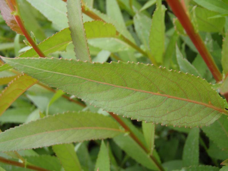 Klotpil, Bollpil, Salix fragilis Bullata