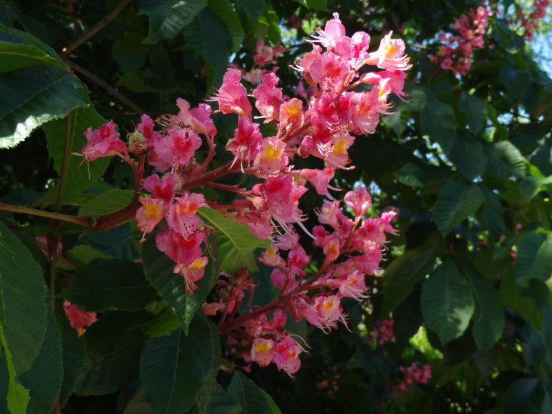 Einzelne Blüte der rotblühenden Kastanie