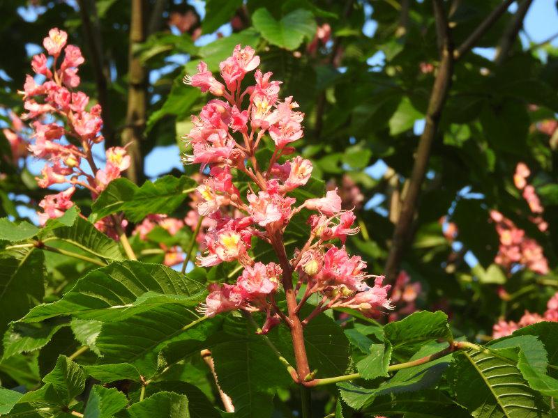 Rote Blütenpracht im Frühjahr - Aesculus carnea Briotii