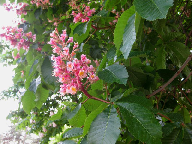 Hübsche pinke Blüten der Rotblühenden Rosskastanie