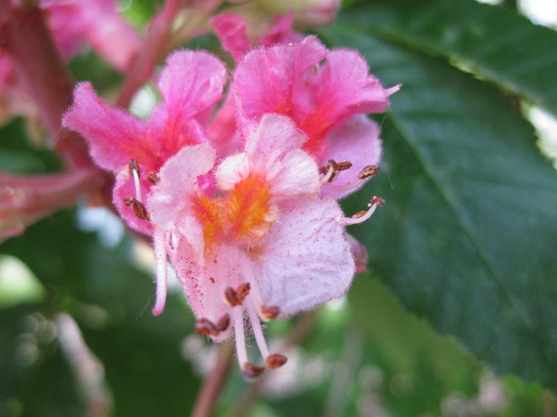 Scharlachrosskastanie - Nahaufnahme der rosaroten Blüte