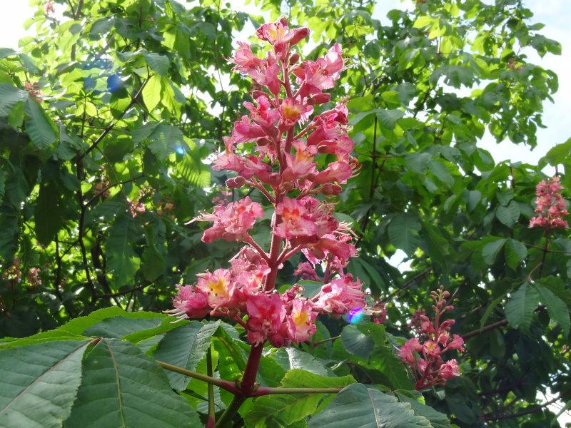 Scharlachkastanie, Rotblühende Kastanie (Aesculus carnea Briotii)