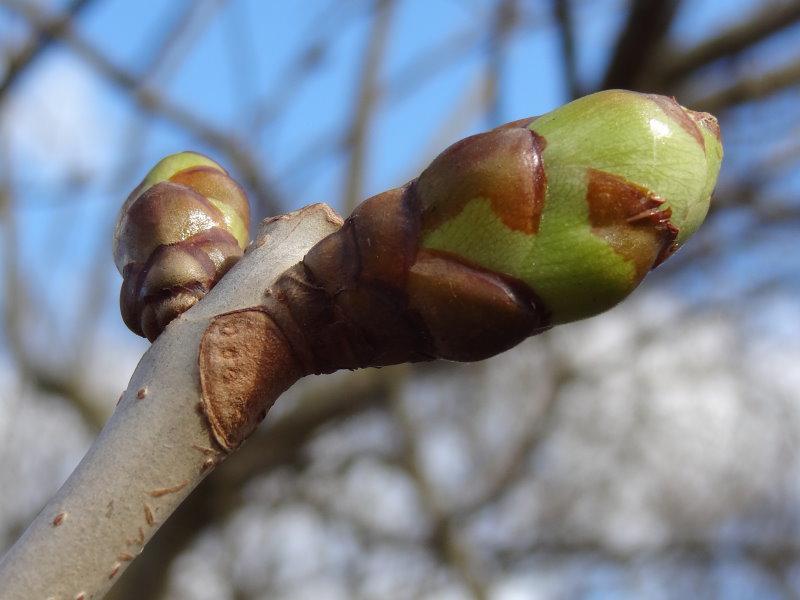 Austrieb der Aesculus carnea Briotii