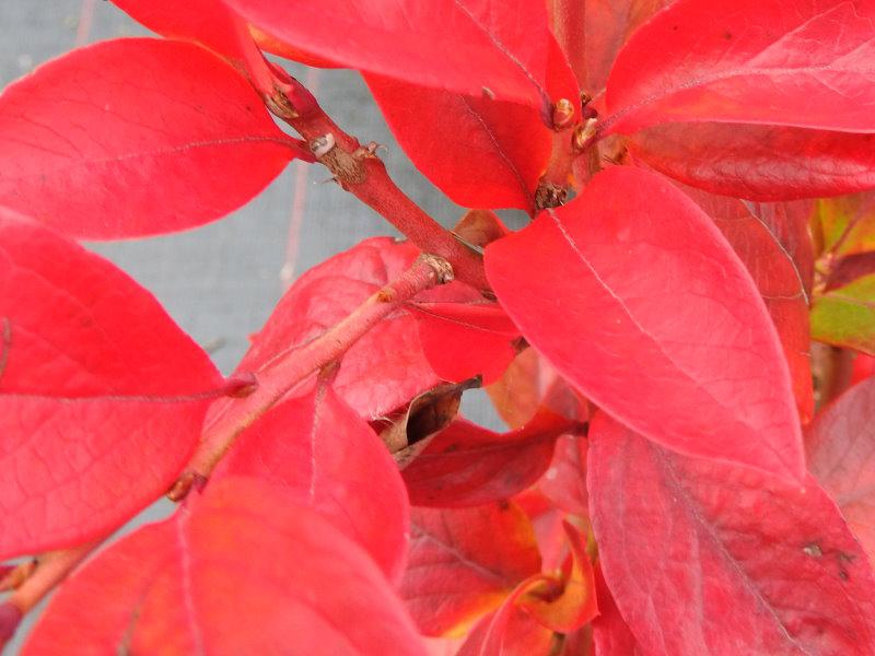 Leuchtend rotes Herbstlaub der Vaccinium corymbosum Chandler