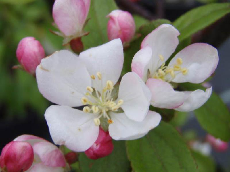 Malus Bob White, Prydnadsapel Bob White