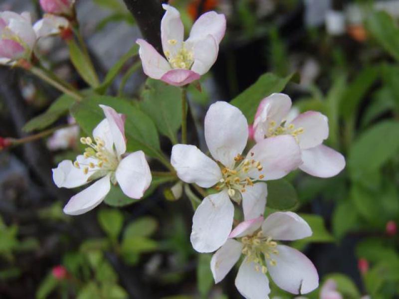 Malus Bob White, Prydnadsapel Bob White