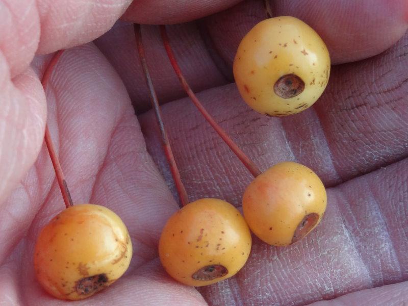 Malus Bob White, Prydnadsapel Bob White