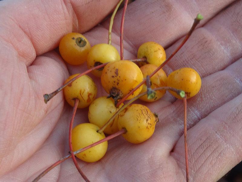 Malus Bob White, Prydnadsapel Bob White