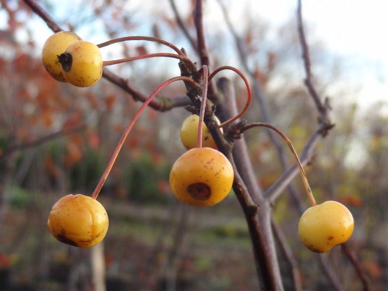 Malus Bob White, Prydnadsapel Bob White