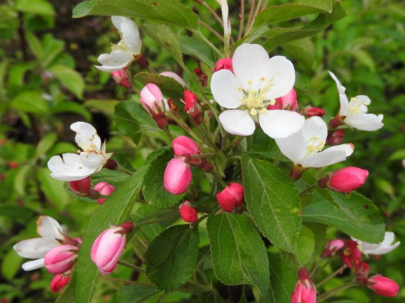 Malus Bob White, Prydnadsapel Bob White
