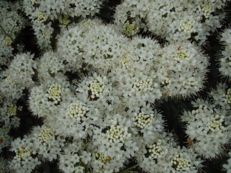 Die weiße Blüte von Ledum groenlandicum Helma erscheint im Mai/Juni