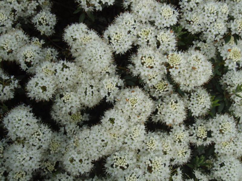 Ledum groenlandicum Helma in voller Blüte