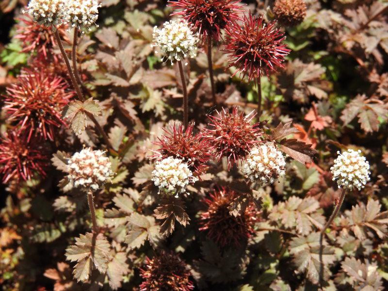 Frucht von Acaena microphylla Kupferteppich