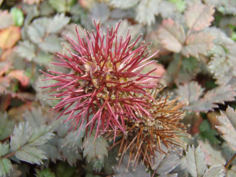 Detailaufnahme der Blüte von Acaena microphylla Kupferteppich