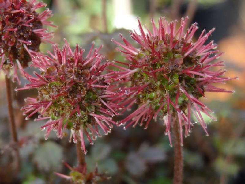 Die Blüte von Acaena microphylla Kupferteppich