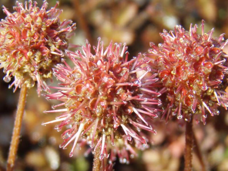 Die Blüte von Acaena microphylla Kupferteppich