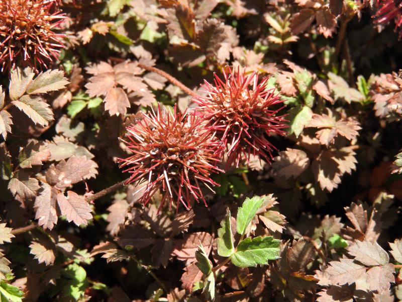 Acaena microphylla Kupferteppich