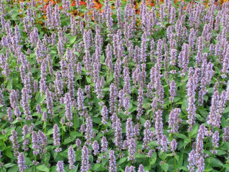 Agastache rugosa Blue Fortune als Flächendecker