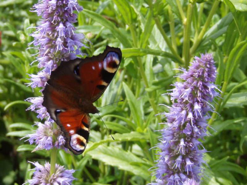 Bei Insekten beliebt: Agastache rugosa Blue Fortune