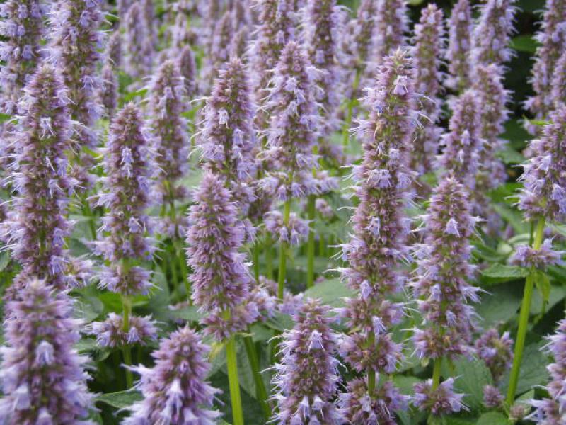 Agastache rugosa Blue Fortune