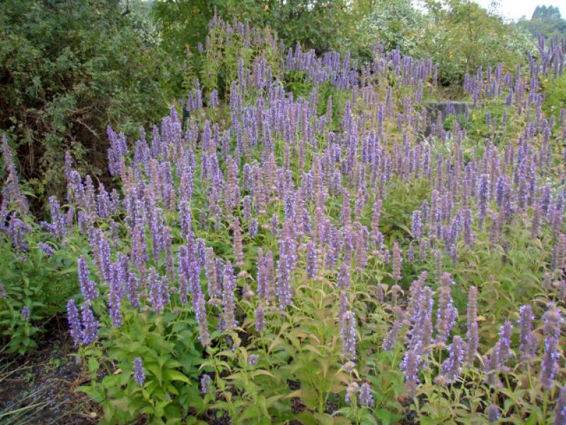 Agastache rugosa Blue Fortune in voller Blüte