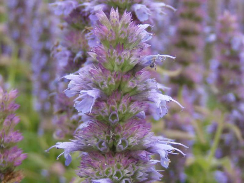 Agastache rugosa Blue Fortune: Blütendetail