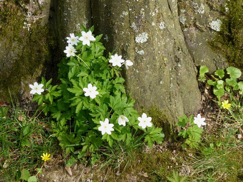 Strahlend weiße Blüten - das Buschwindröschen