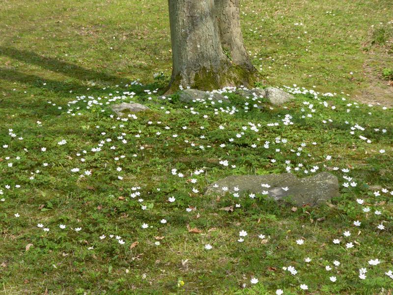 Das Buschwindröschen blüht im März/April, bevor die Blätter der Bäume erscheinen.