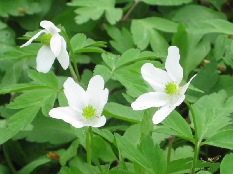 Buschwindröschen - weiße Blüten
