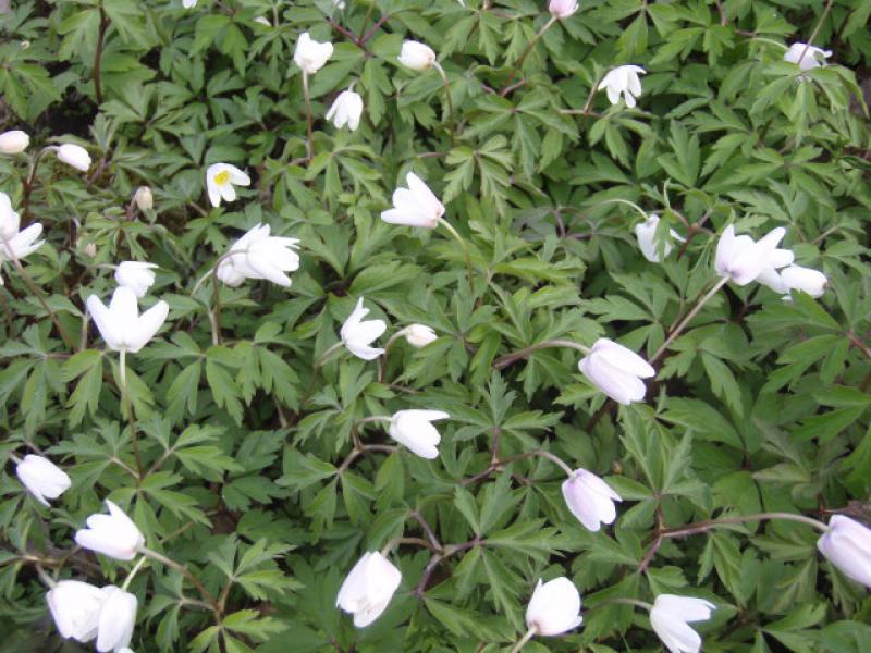 Anemone nemorosa in weißer Blüte