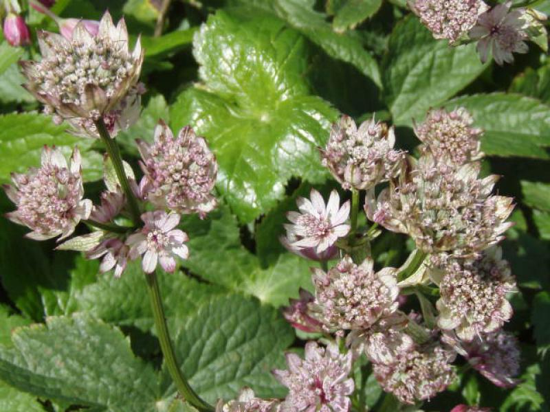 Lilaweiße Blüten der Sterndolde, Astrantia major