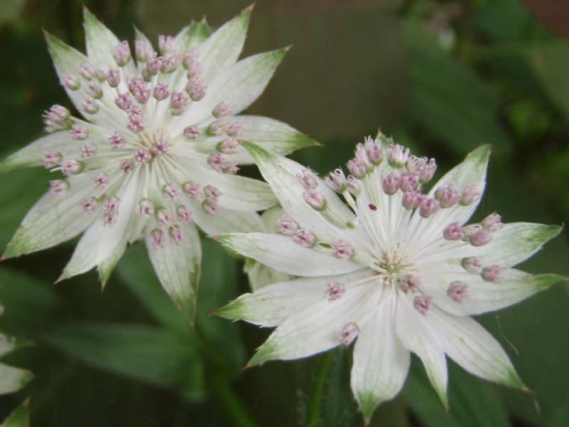 Weiße Blüten: die schattenliebende Sterndolde - Astrantia major