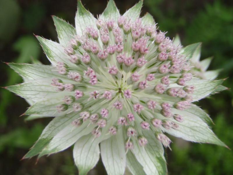Die Sterndolde (Astrantia major): Nahaufnahme der Blüte